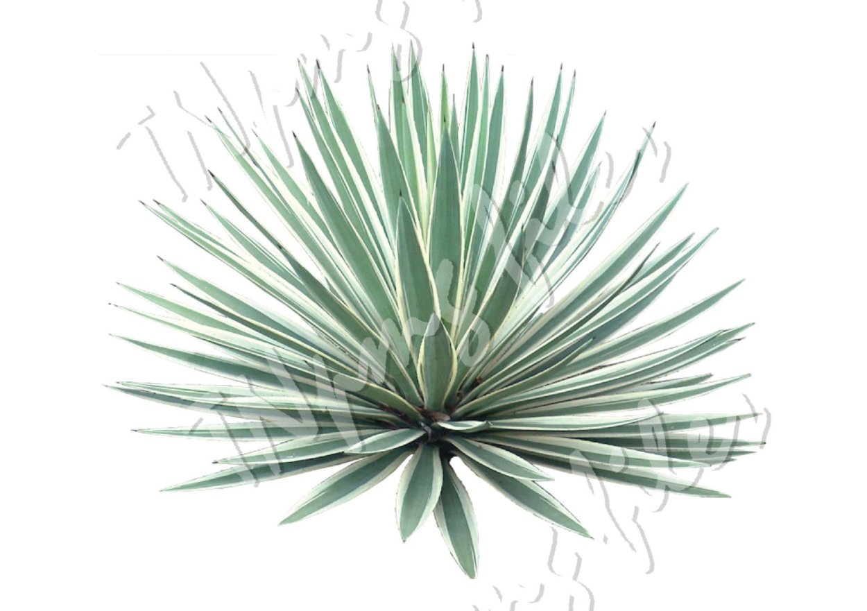 Yucca ELEPHANTIPES Юкка слоновая