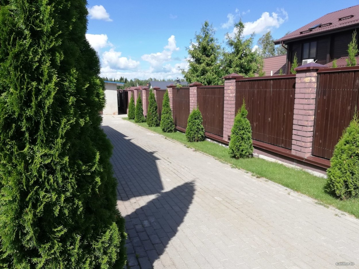 Туи Брабант и дерен