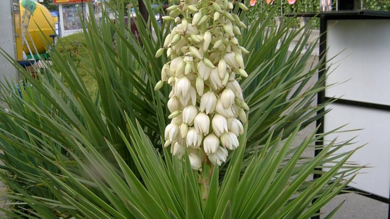 Драцена Маргината в интерьере