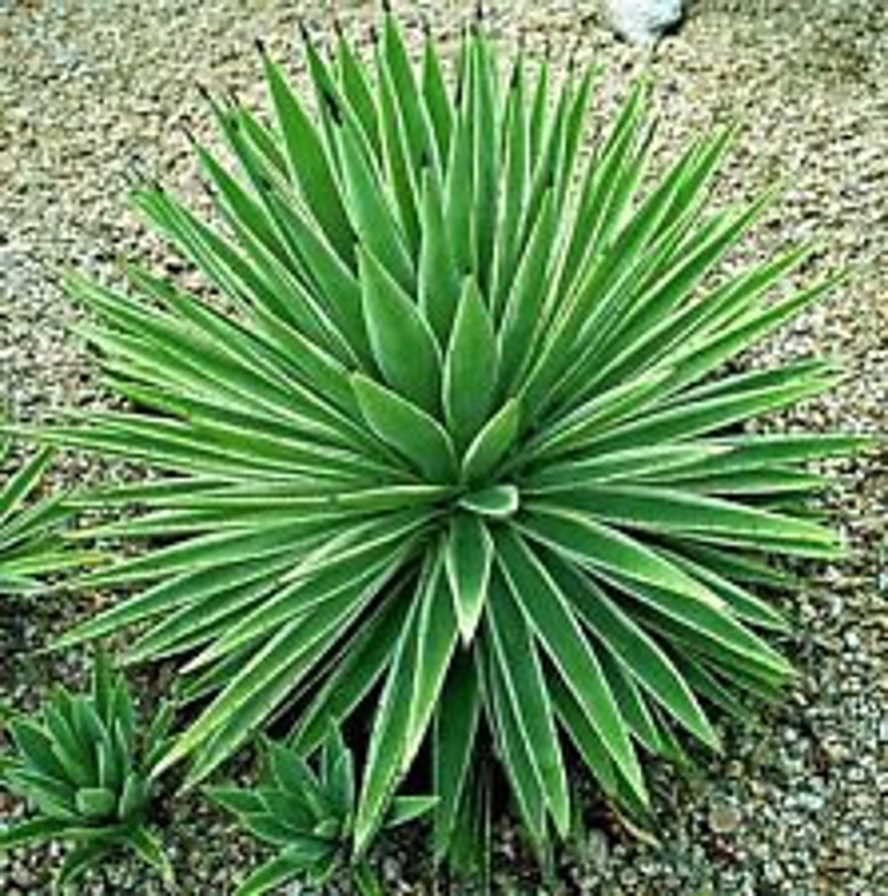 Юкка Драцена Пальма