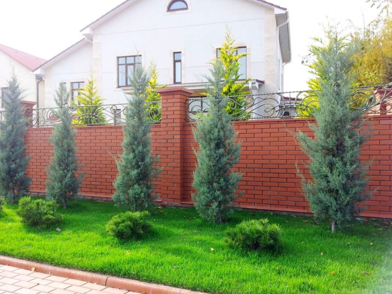 Туя Западная Смарагд вдоль забора