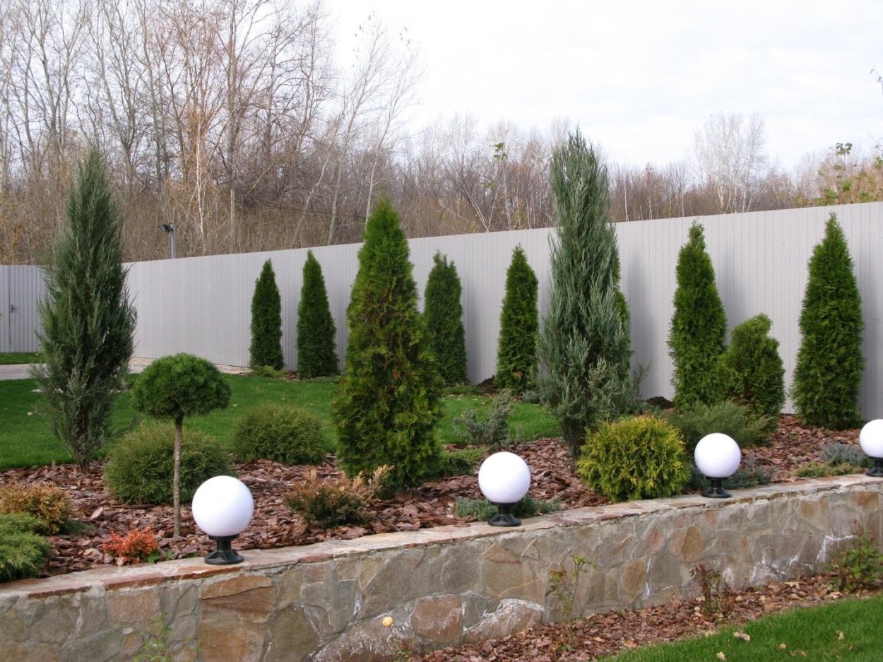 Туя Даника Ауреа в ландшафте