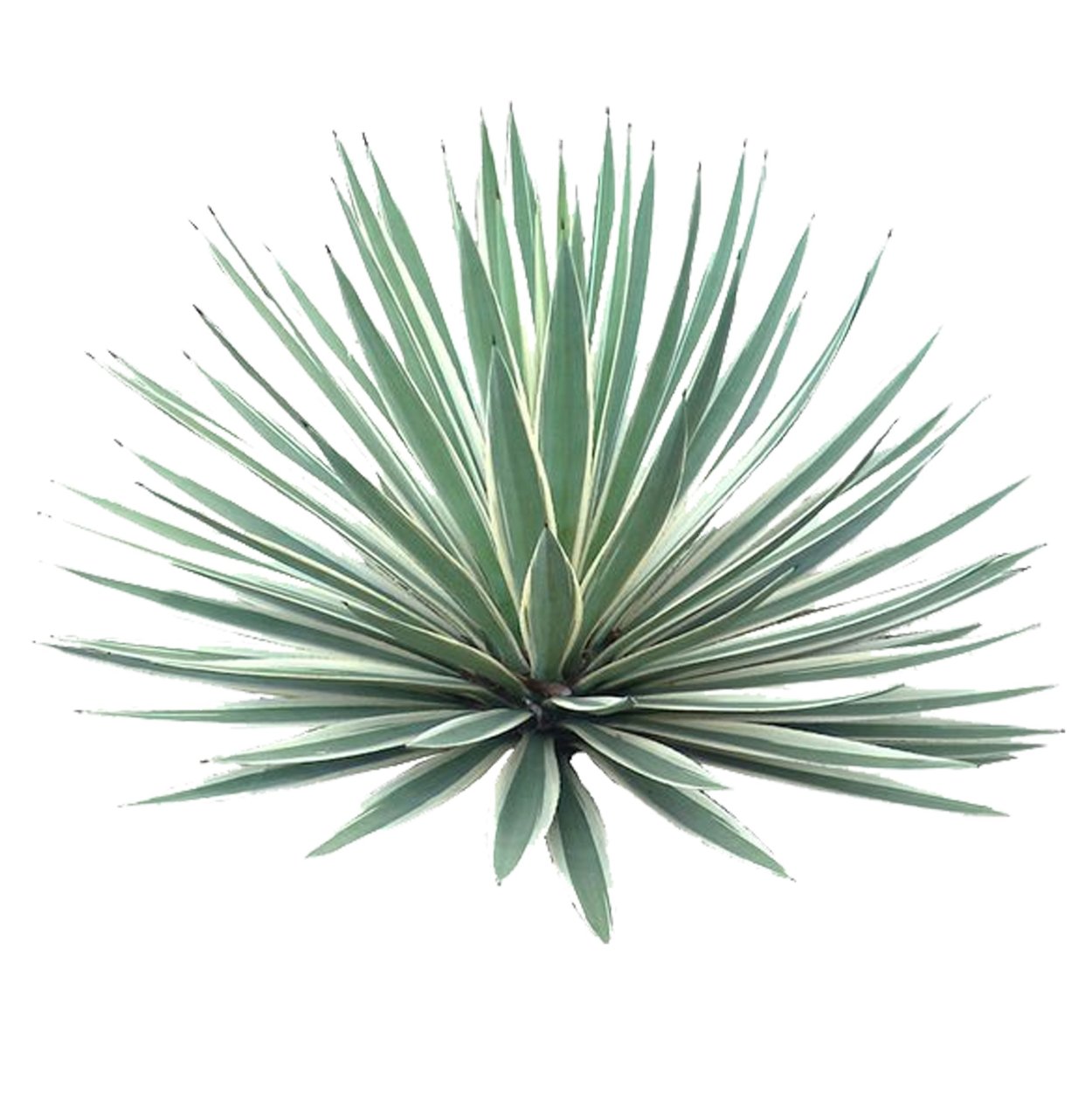 Пальма Юкка нитчатая