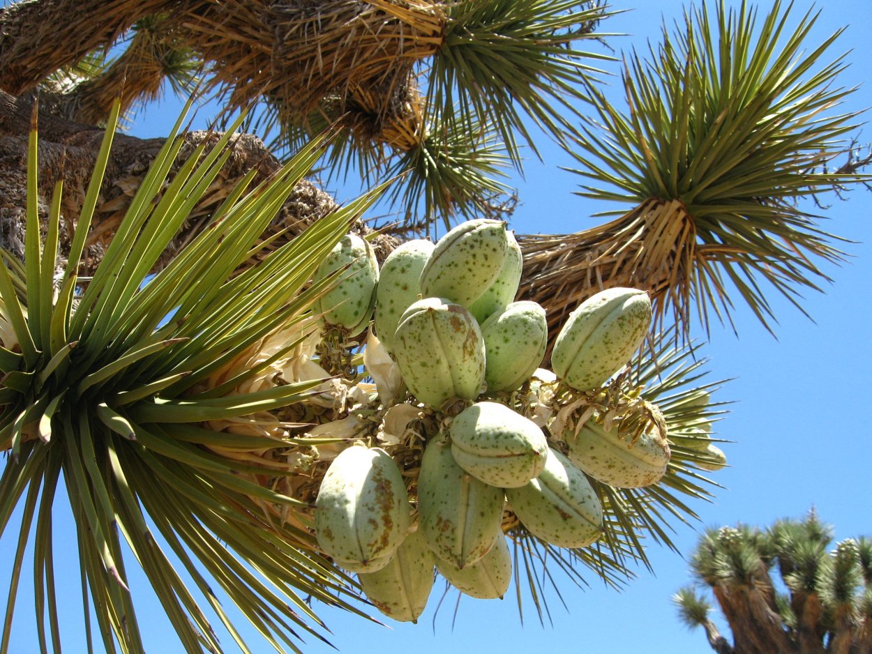 Yucca brevifolia