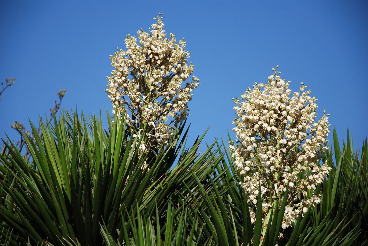 Yucca treculeana