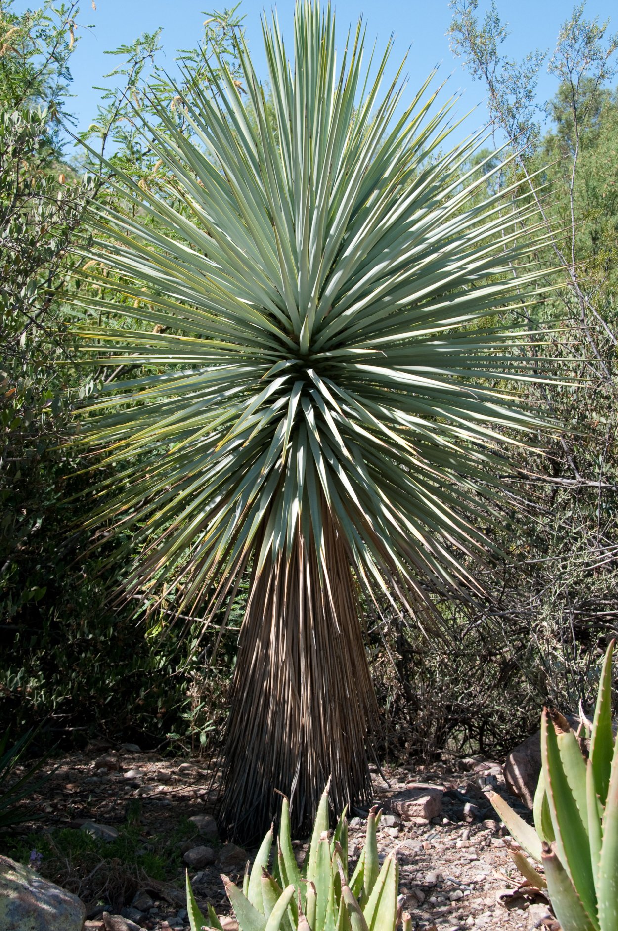 Юкка съедобная