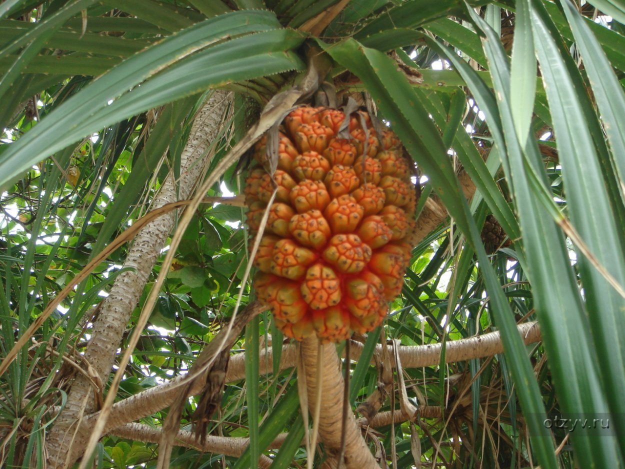 Юкка плоды съедобные