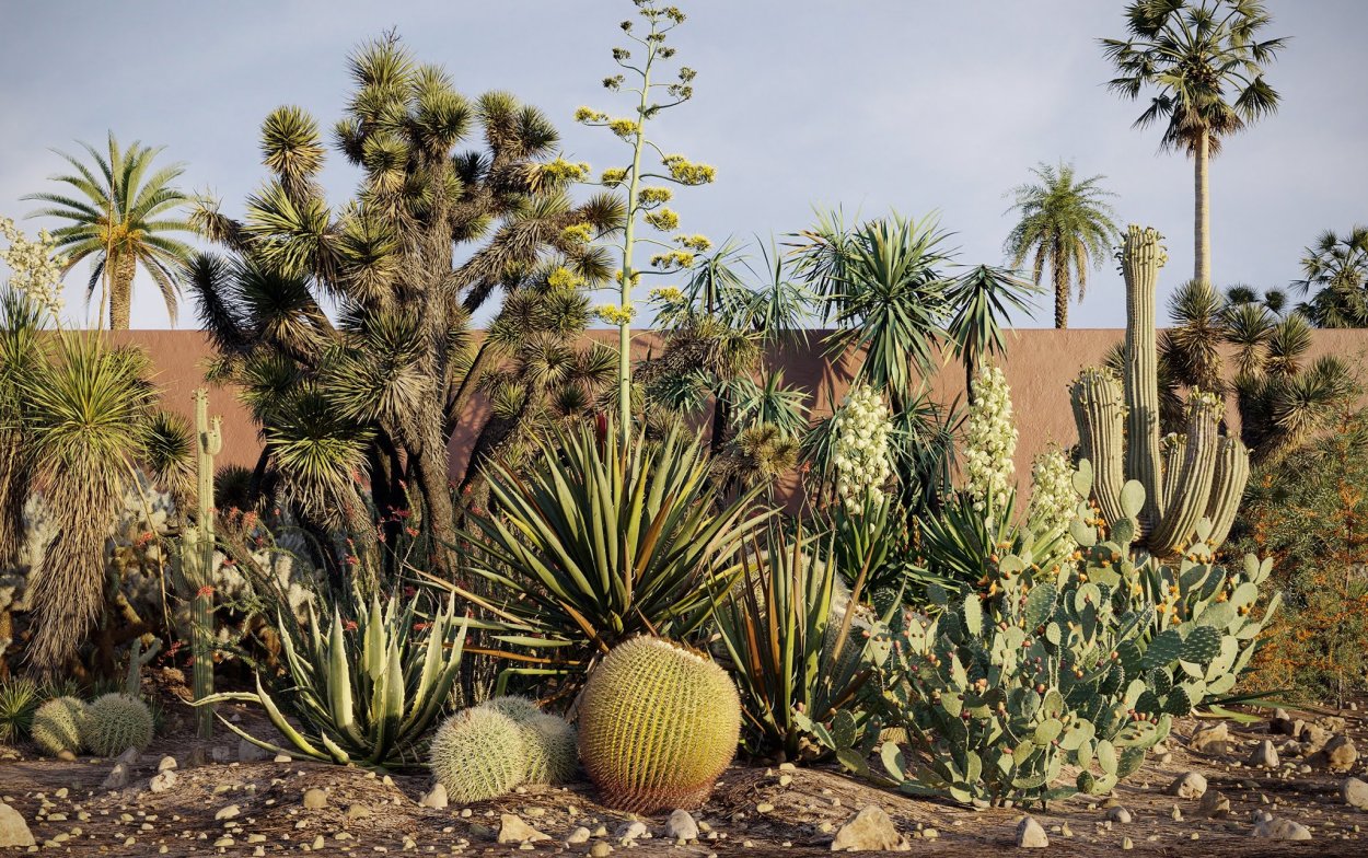 Юкка остролистная