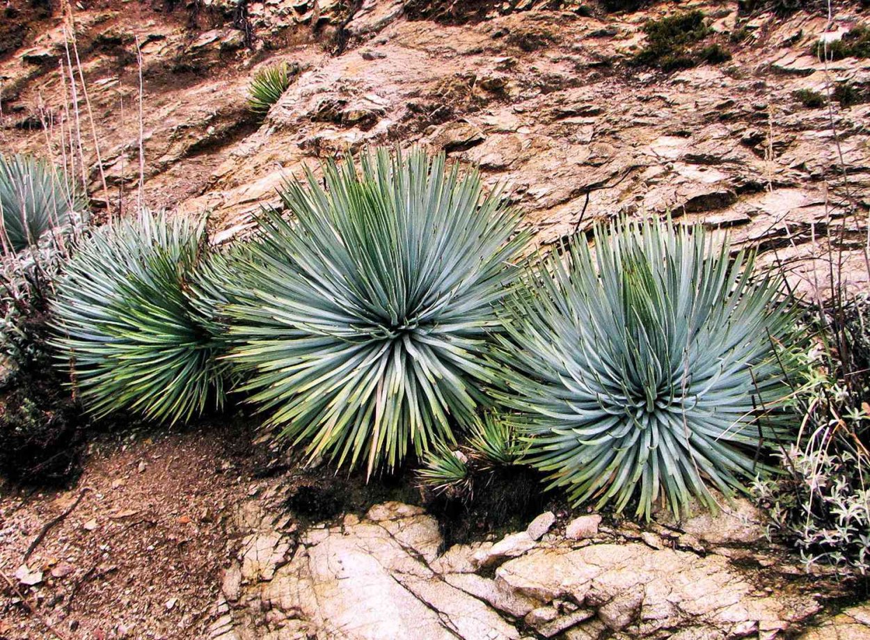 Юкка в Мексике