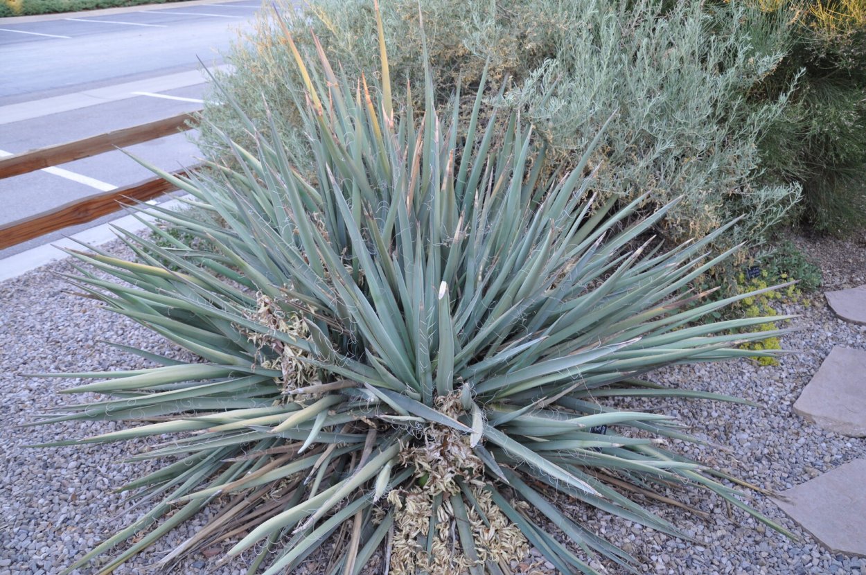 Банановая Юкка