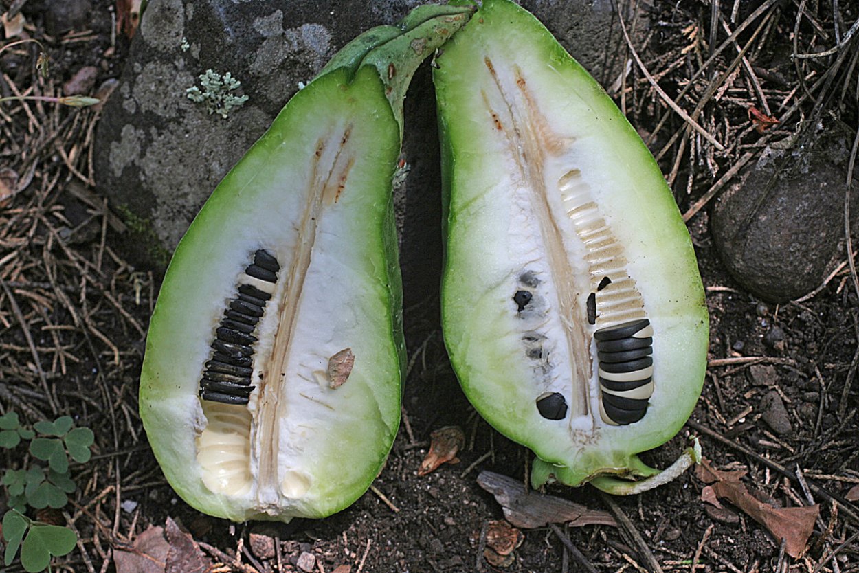 Юкка растение плоды