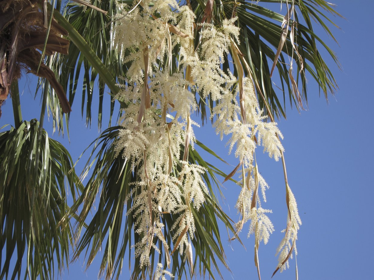 Юкка Yucca filamentosa