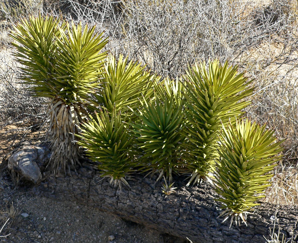 Цветок Юкка