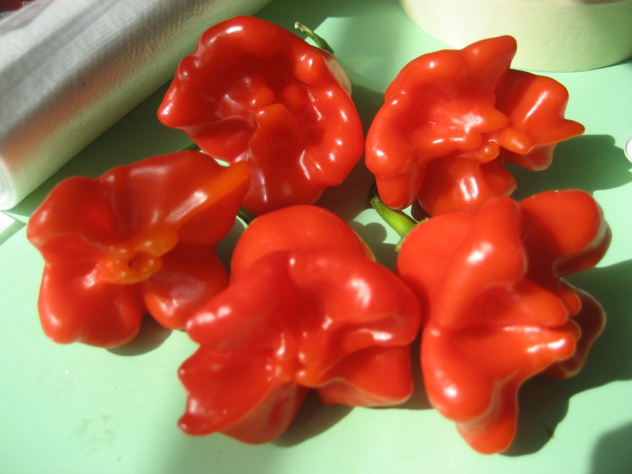 Перец Горький колокольчик