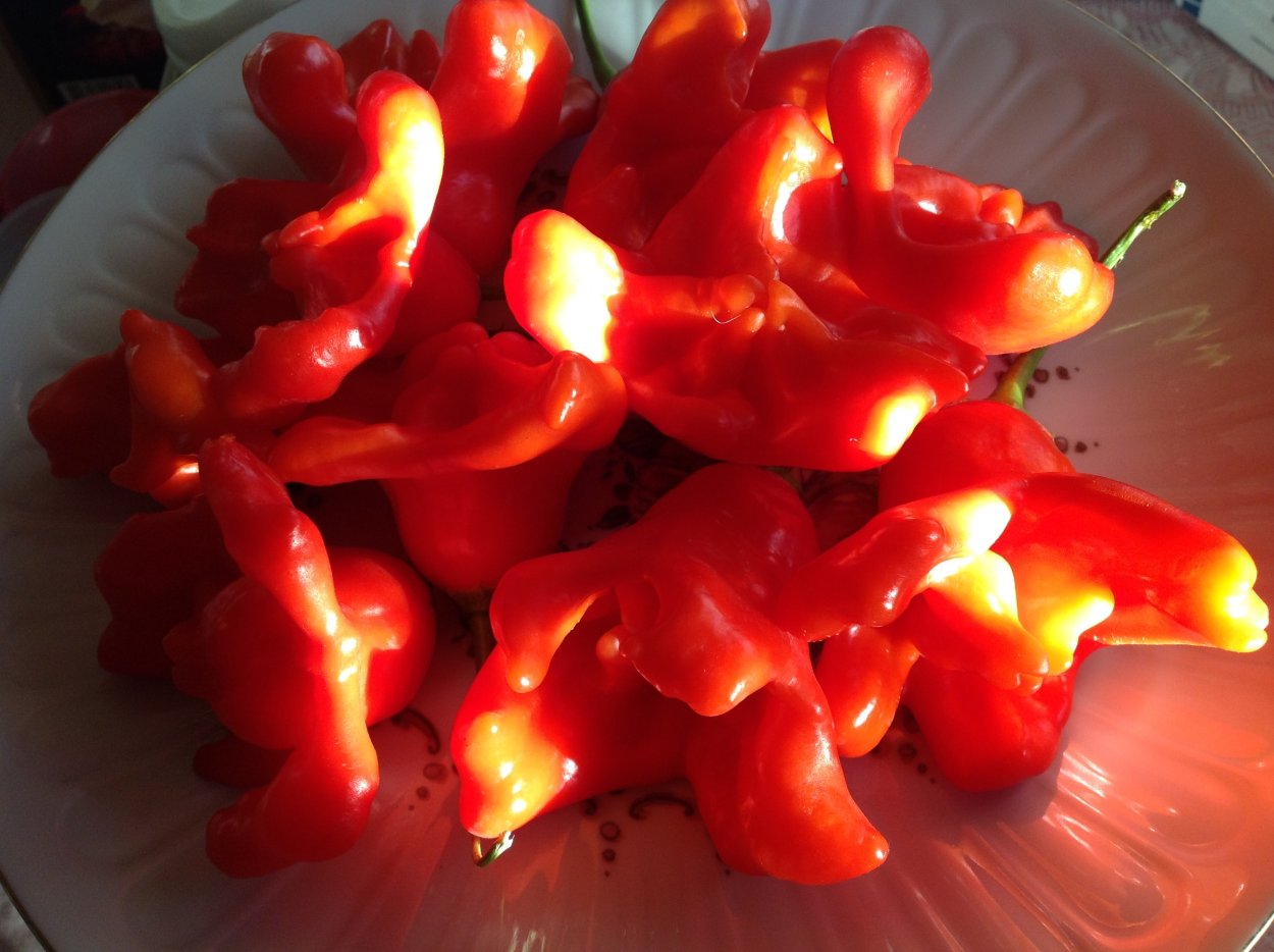 Перец острый Визирь