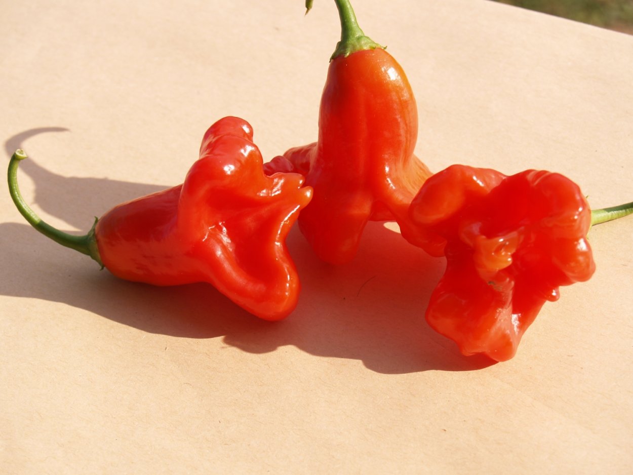 Перец Горький колокольчик