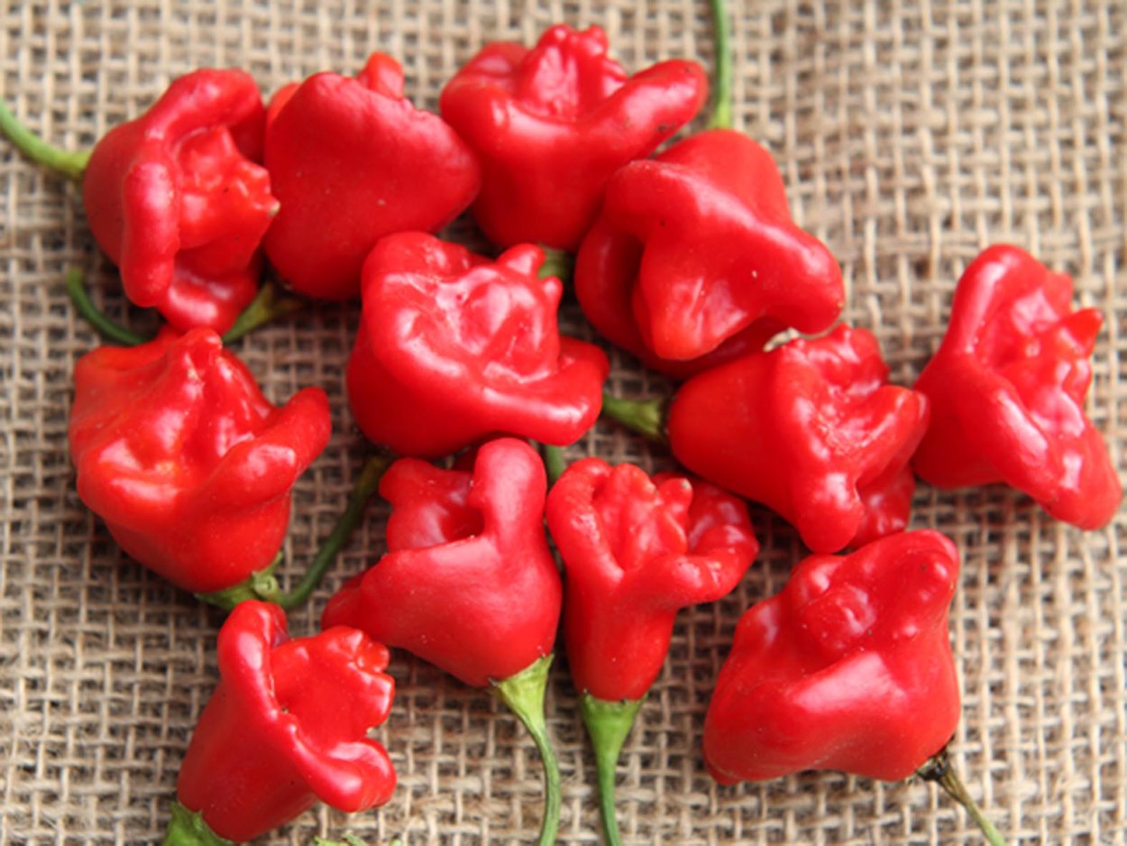 Перец Горький колокольчик