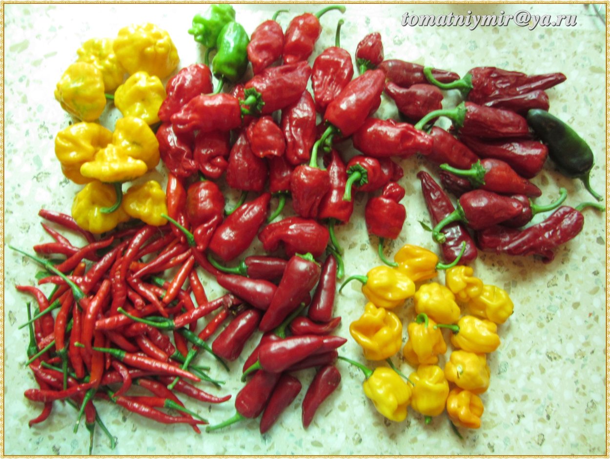 Перец Trinidad small Cherry