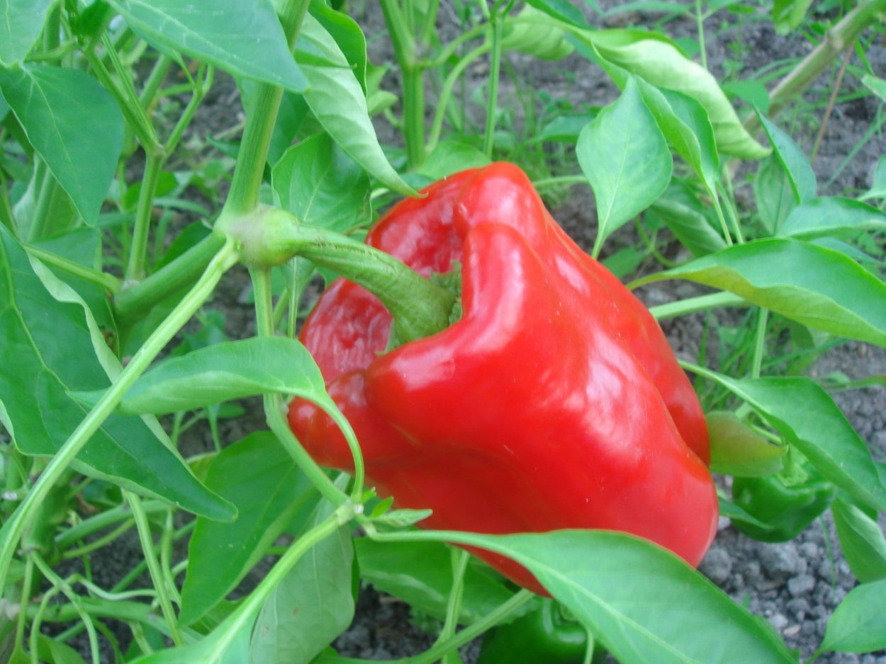 Перец Горький колокольчик