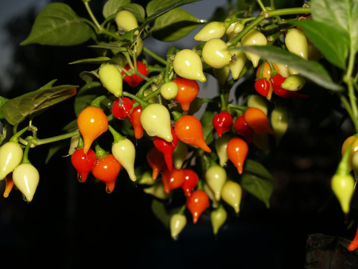 Острый перец сорт Визирь