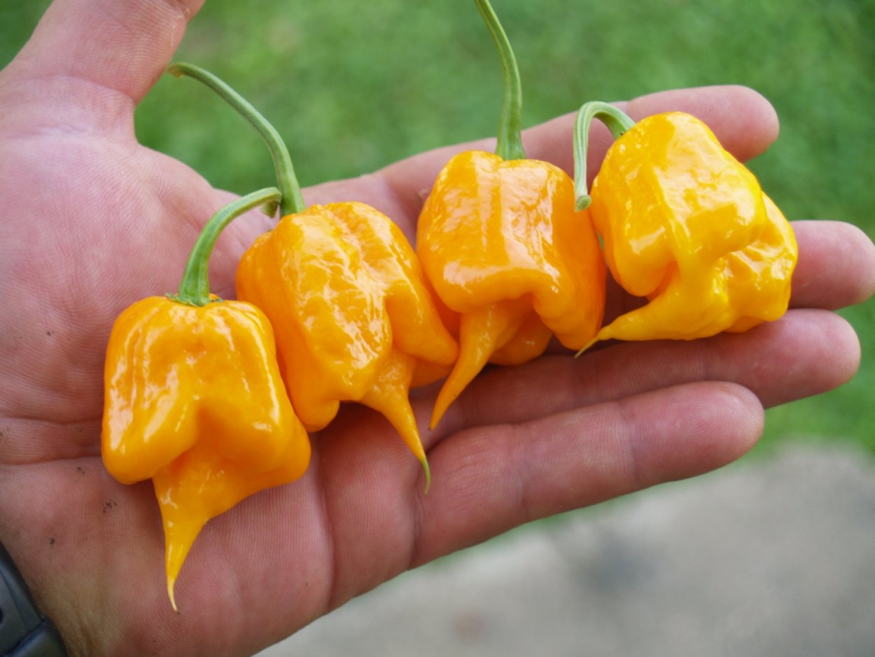 Острый перец сорт Визирь