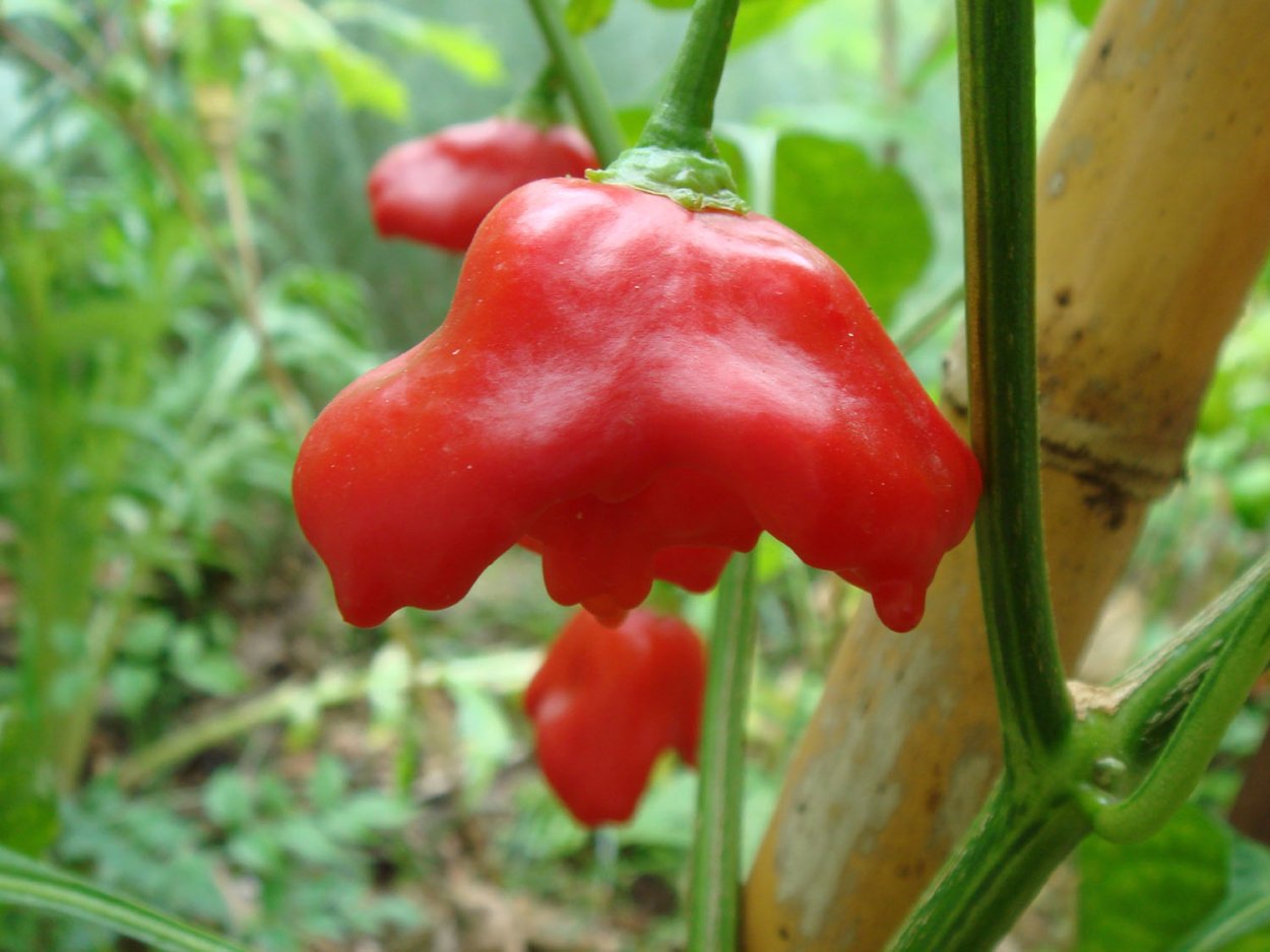 Bishops Crown перец