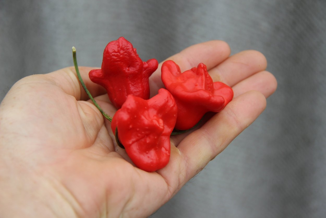 Jamaican Red hot перец