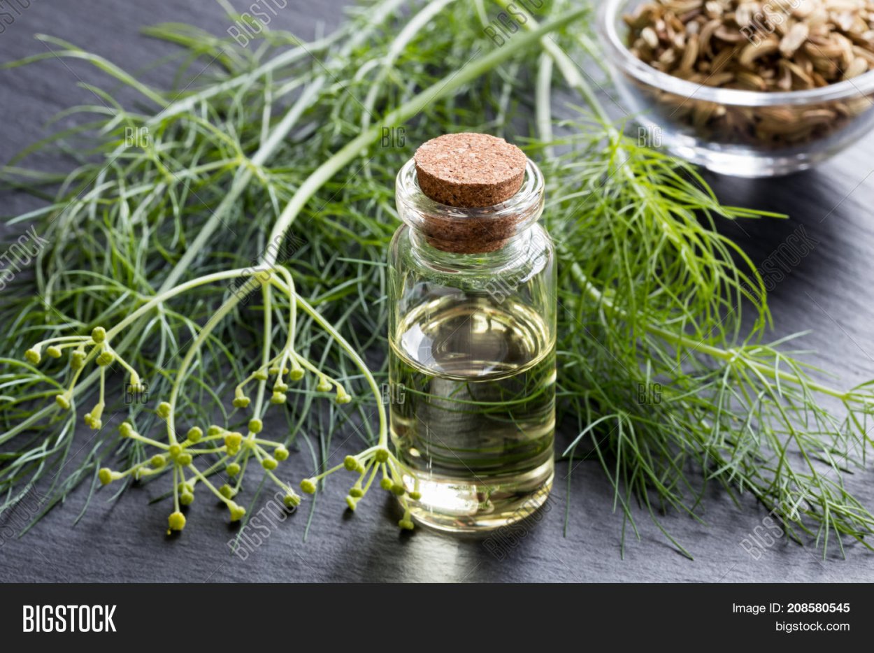 Фенхель луковица