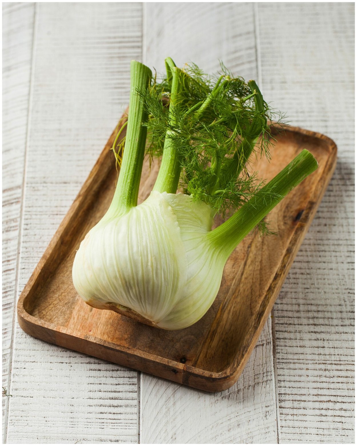 Конский фенхель