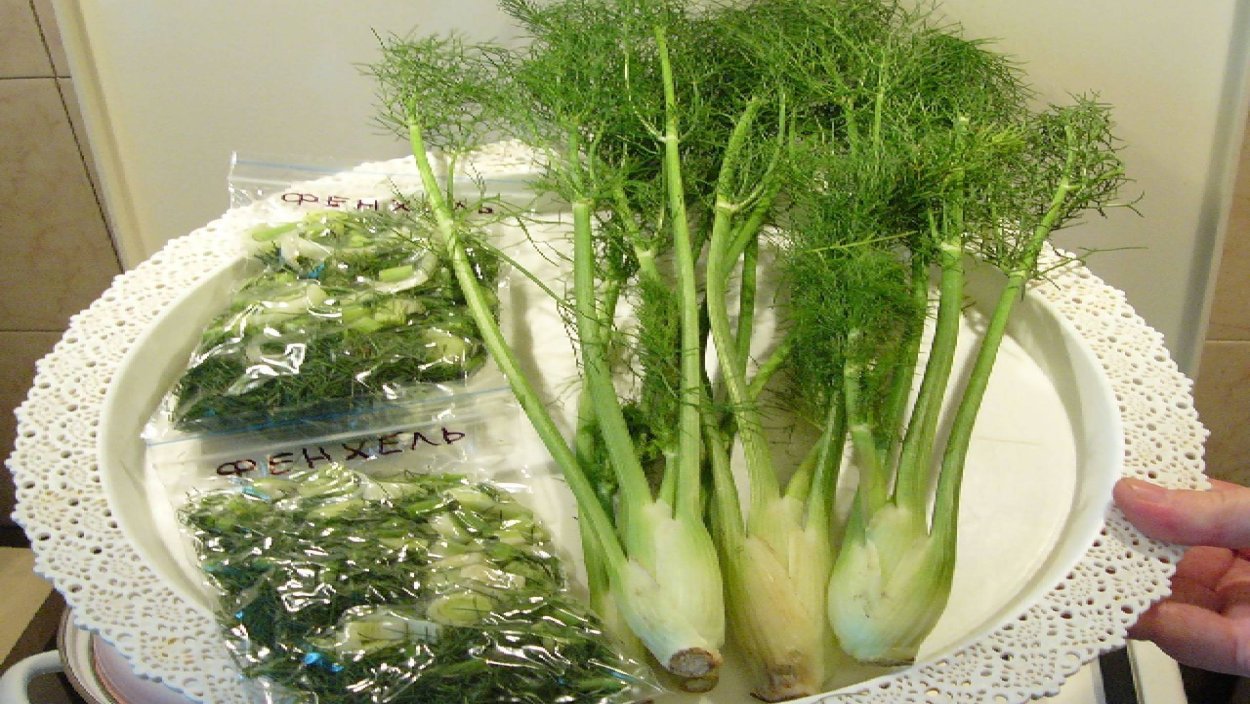 Фенхель стебель