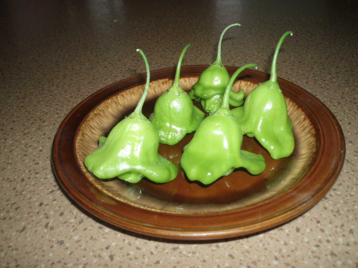 Перчик колокольчик