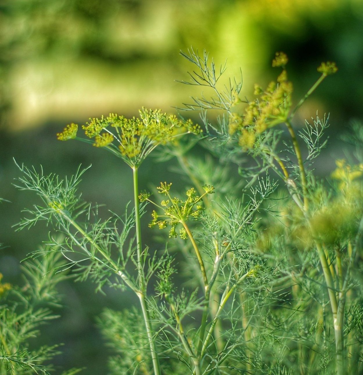 Фенхель цветок на белом