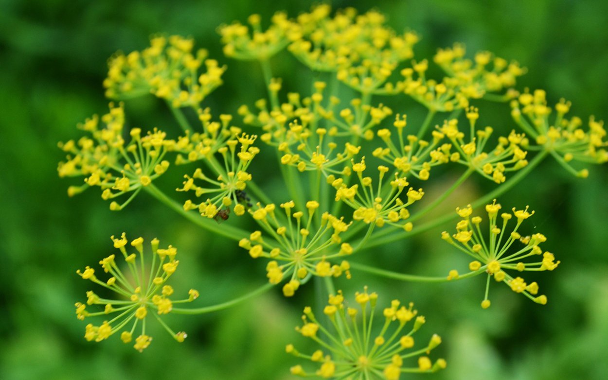 Укроп Гринсливз