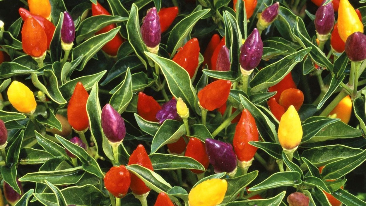 Перец острый Флорентина f1