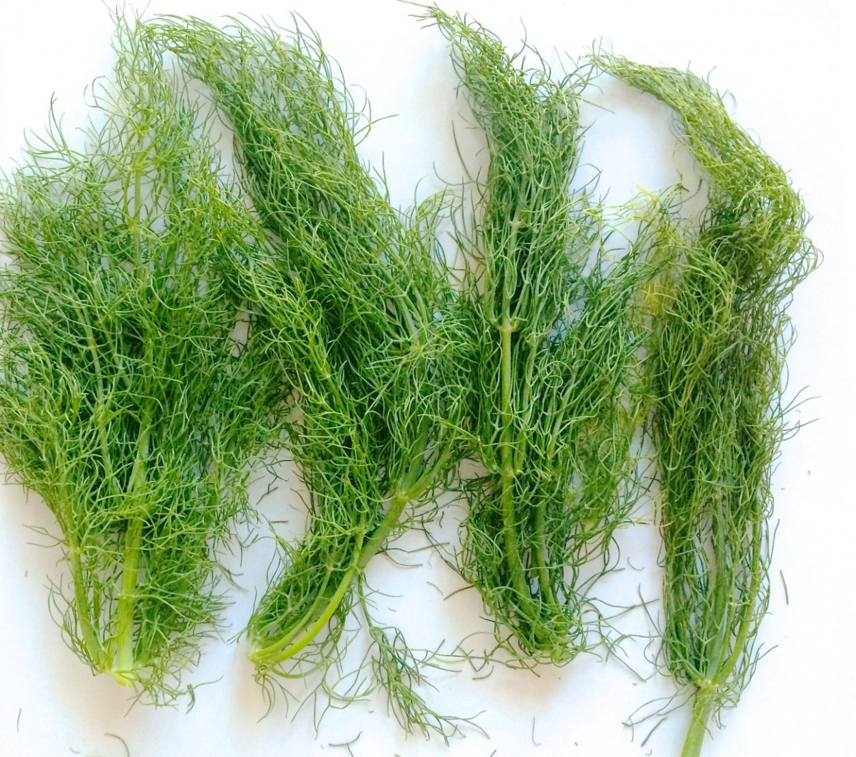 Полезности фенхоя