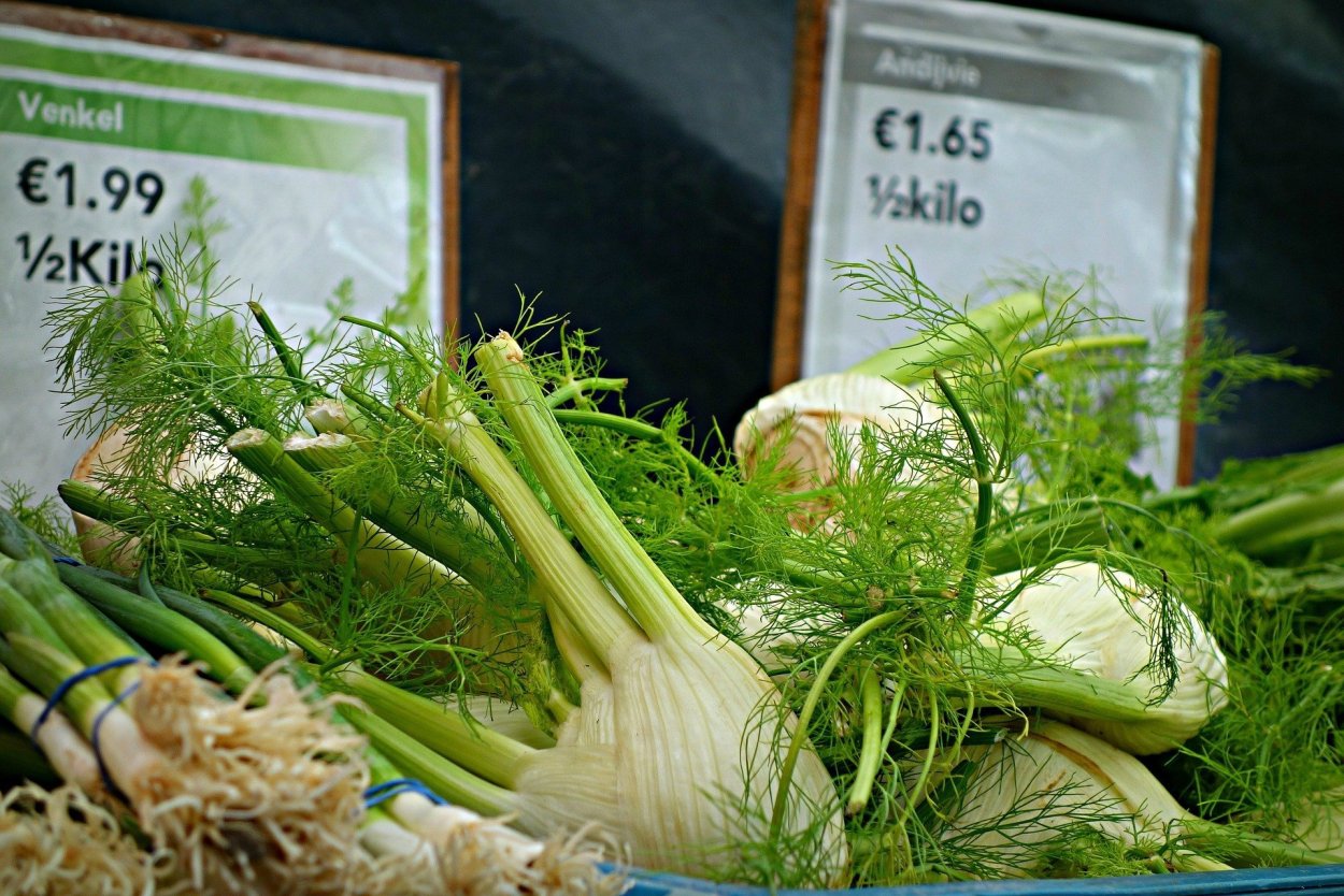 Fennel Bulb