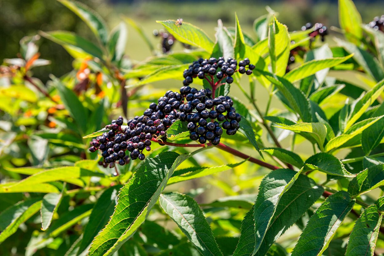 Бузина черная Мадонна