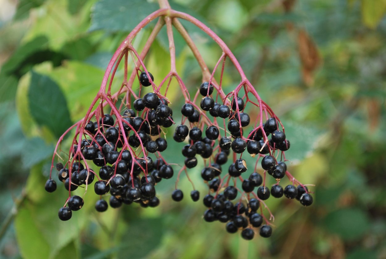Бузина черная (Sambucus