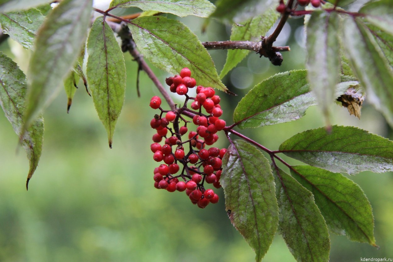 Бузина красная обыкновенная