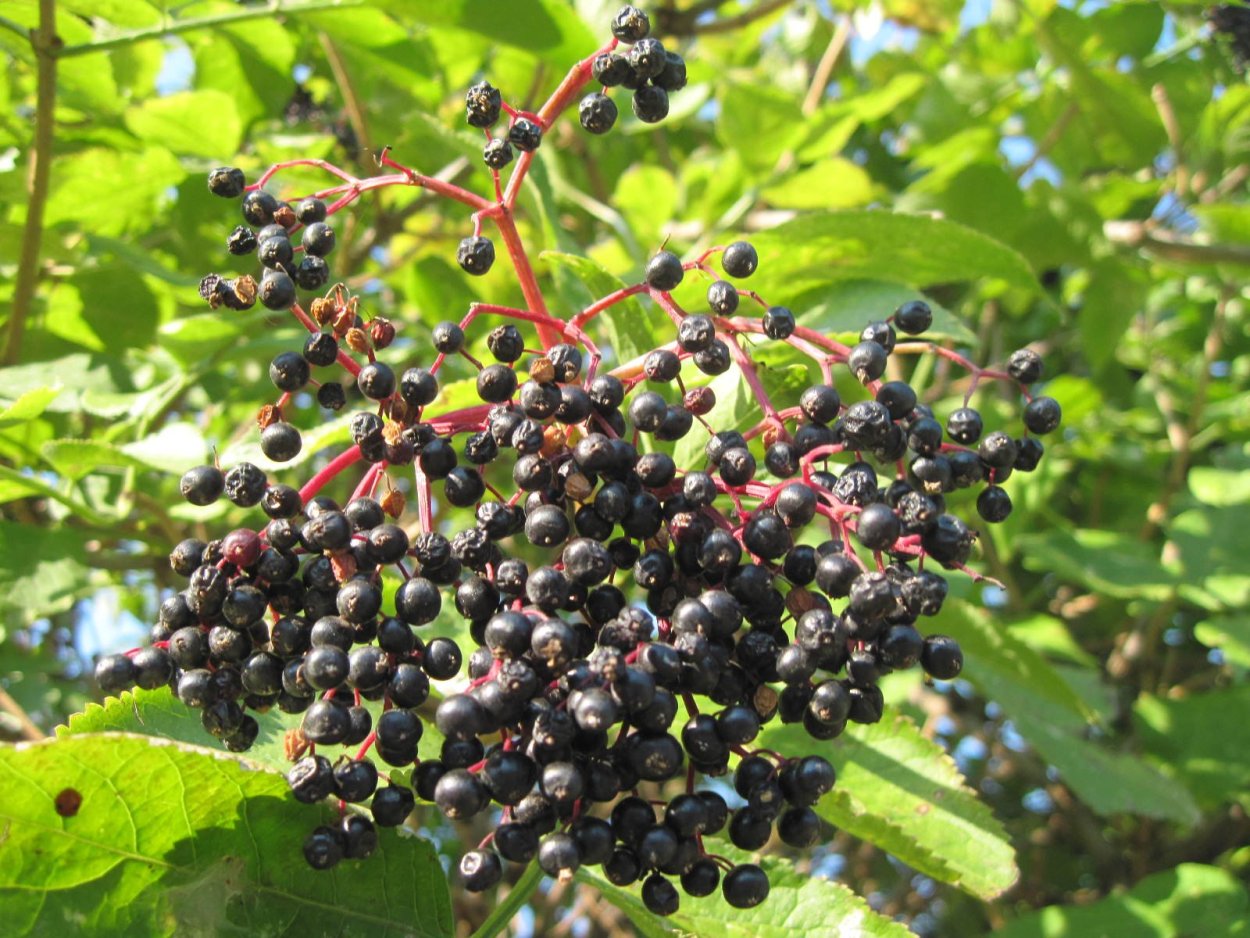 Ягода Бузина черная съедобная