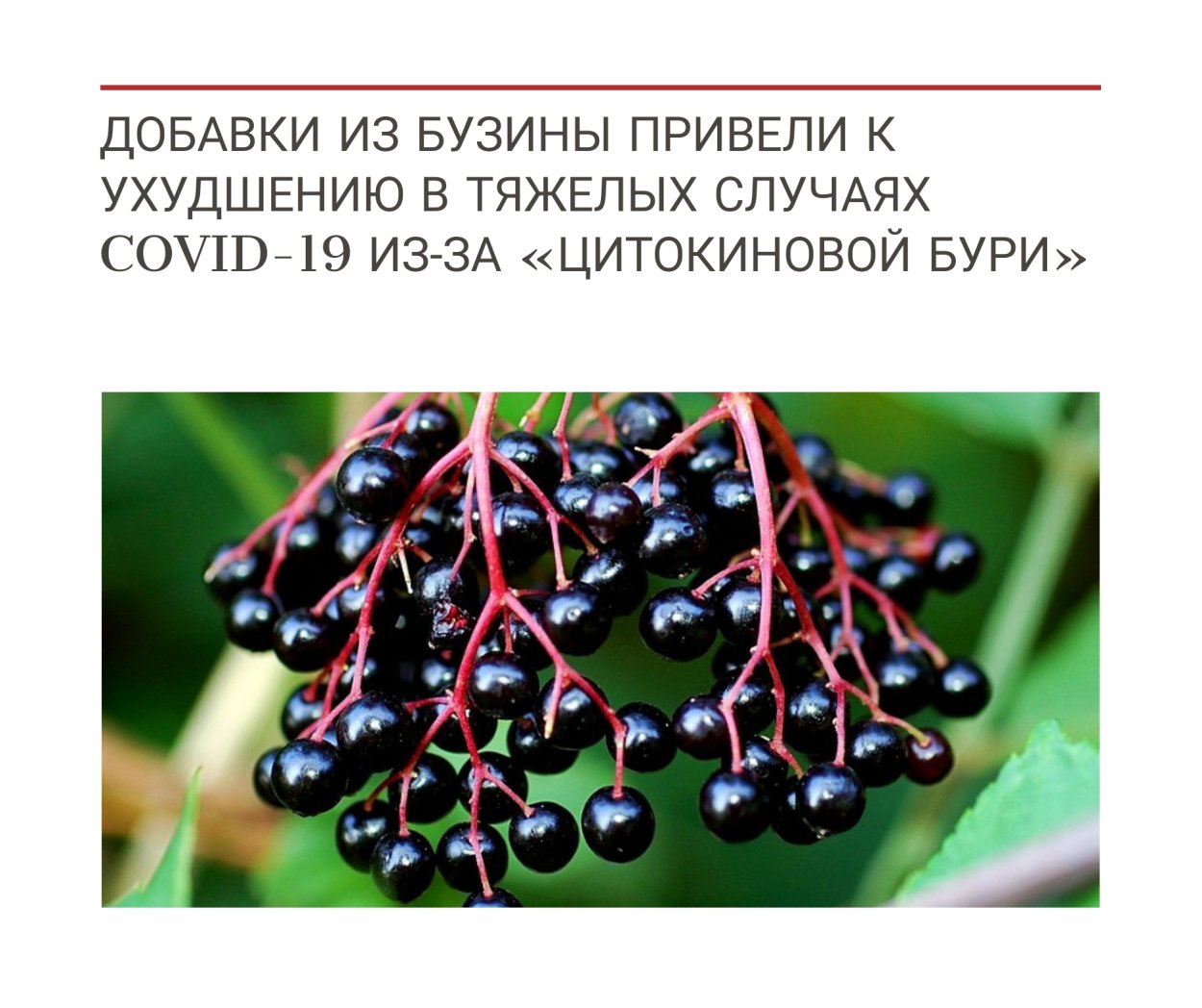 Ягода Бузина черная съедобная