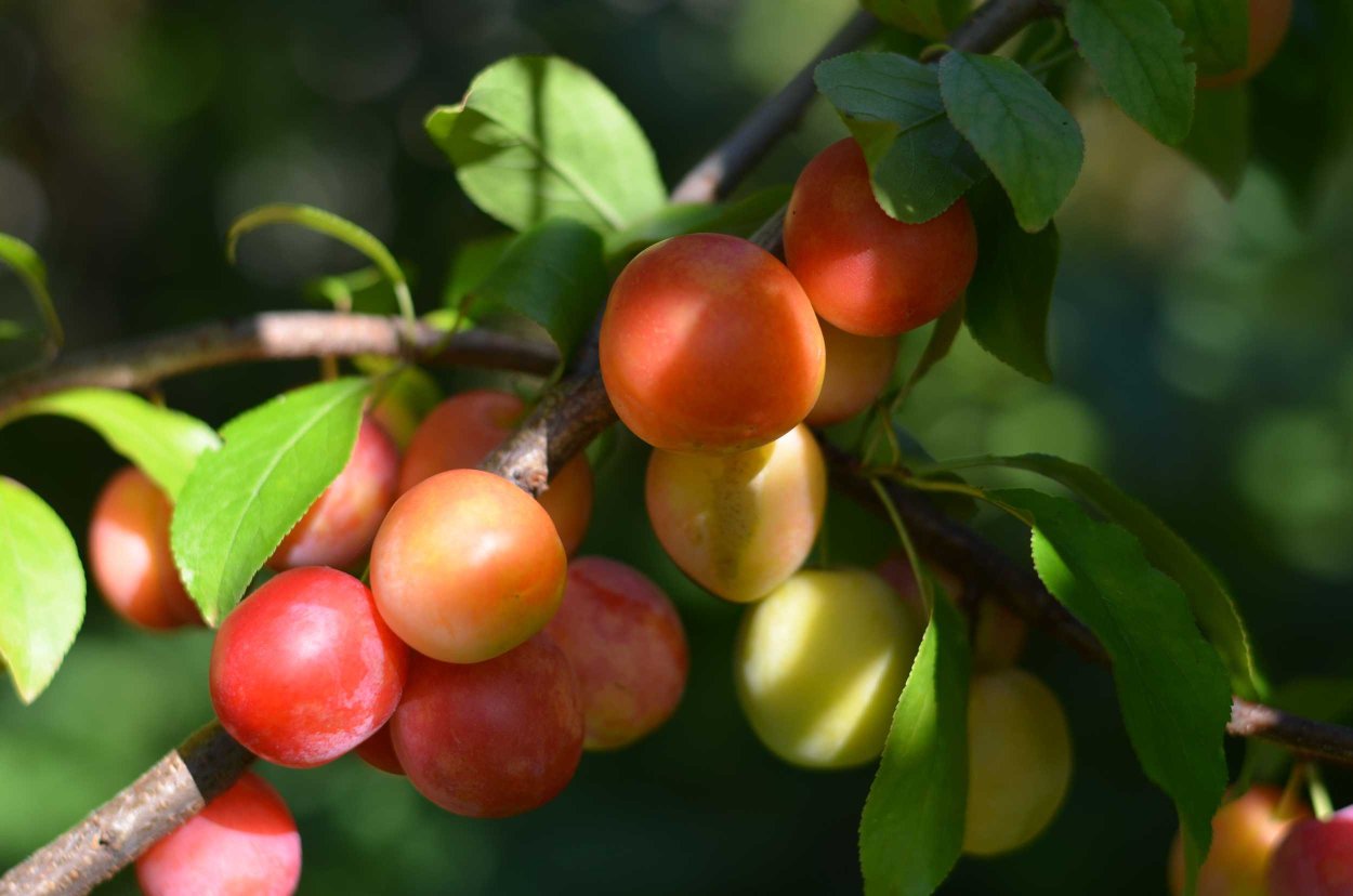 Алыча Сочинская