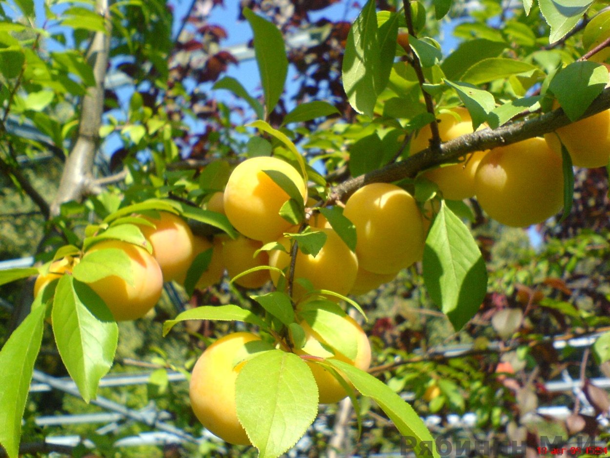 Алыча желтая Анжелика ТСХА