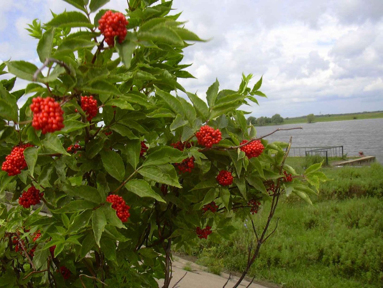 Ягоды черной бузины