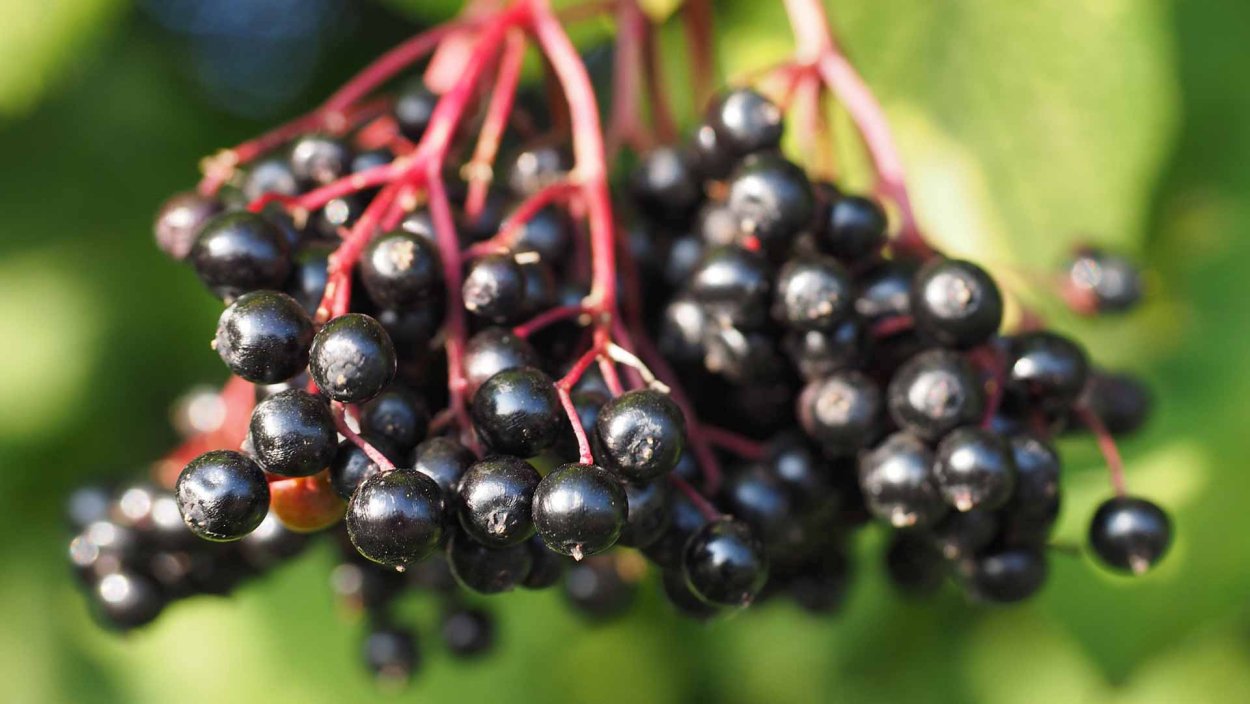 Бузина обыкновенная