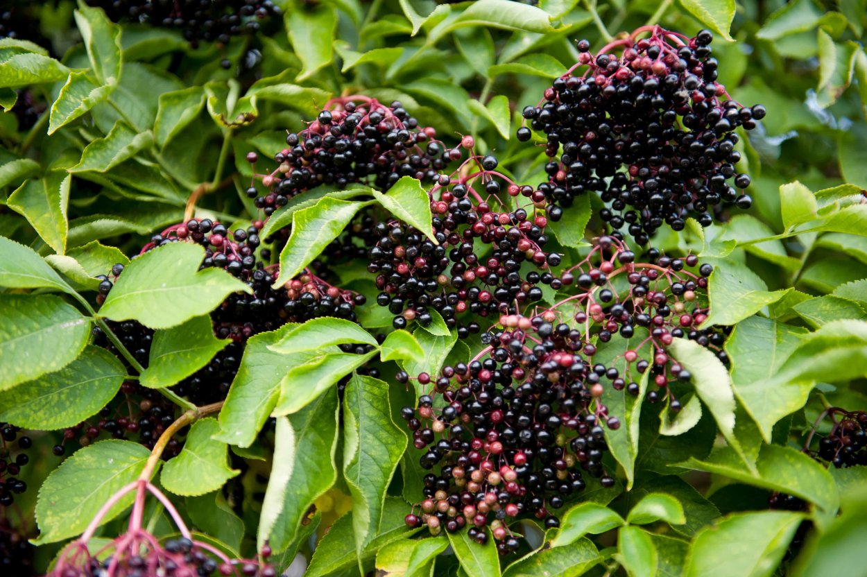 Ягоды черной бузины