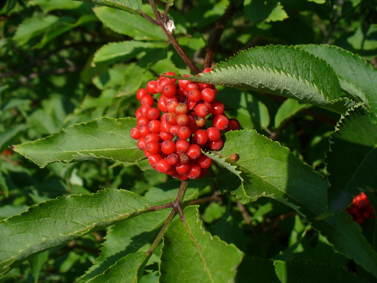 Бузина чёрная съедобная