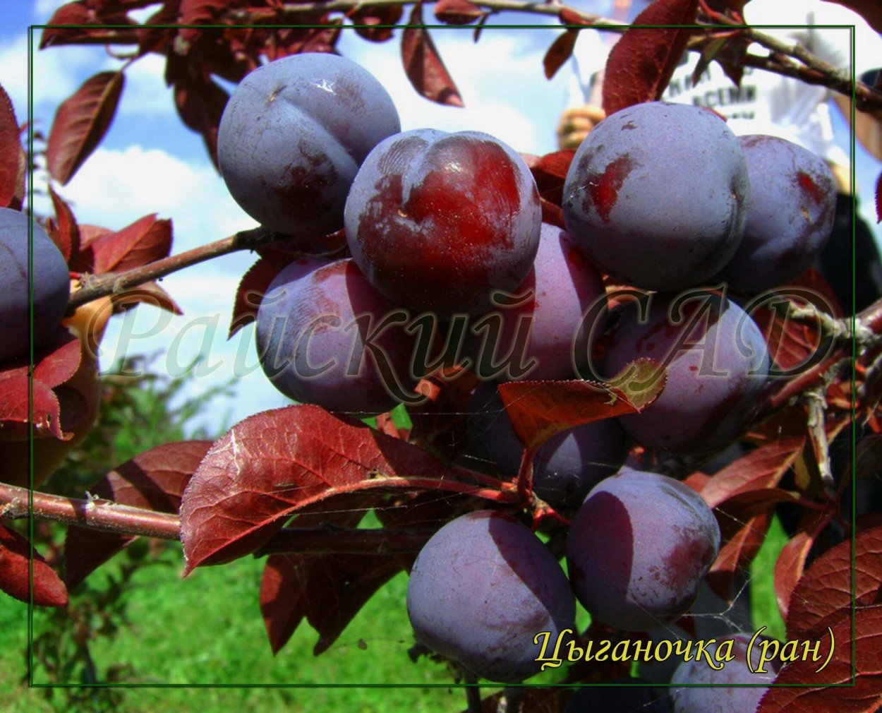 Слива краснолистная ТСХА