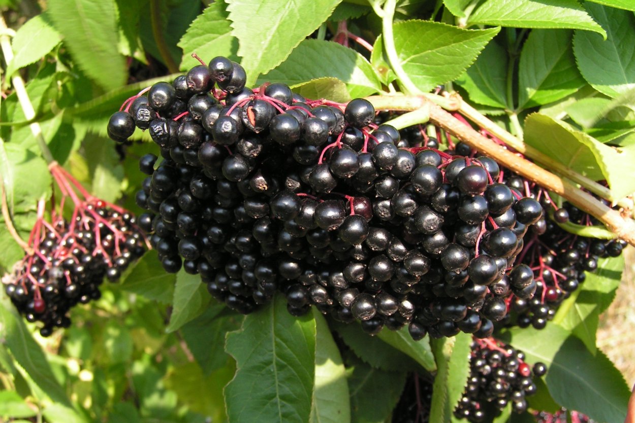 Бузина чёрная съедобная