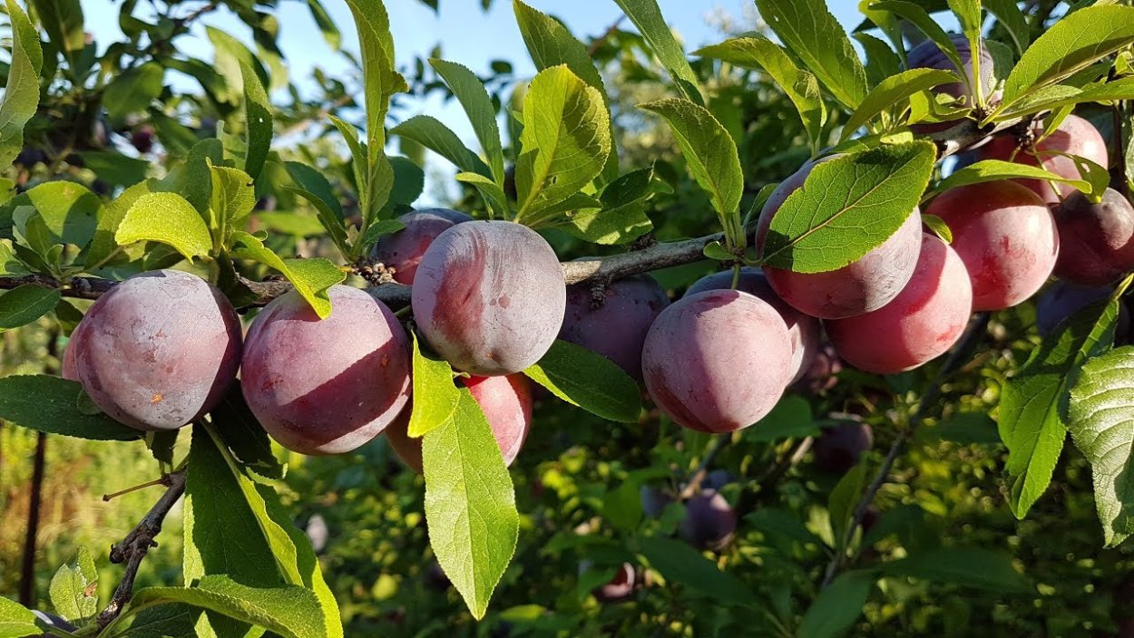 Алыча неженка